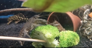 Suche Procambarus vasquezae 