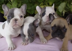 Französische Bulldoggen Welpen suchen ein schönes Zuhause 