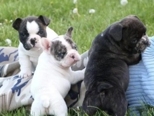  Zuckersüße Französische Bulldoggen Welpen mit Ahnentafel