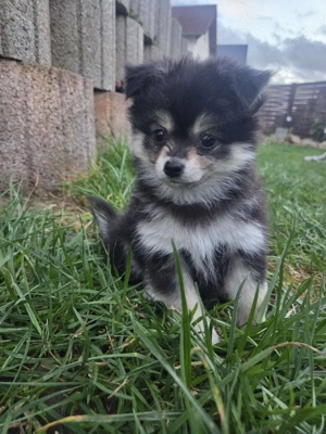 Pomchi-Welpen in Merle-Färbung  Bild 7