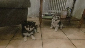 Pomchi-Welpen in Merle-Färbung  Bild 5