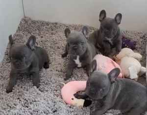 Französische Bulldoggen Welpen suchen ein schönes Zuhause 