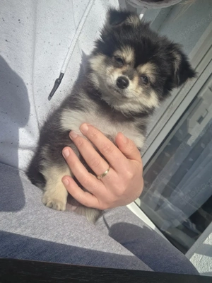 Pomchi-Welpen in Merle-Färbung  Bild 6