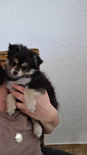 Pomchi-Welpen in Merle-Färbung  Bild 8