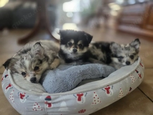 Pomchi-Welpen in Merle-Färbung  Bild 4