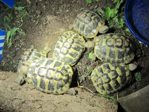 Testuto Hermanni NZ 2022