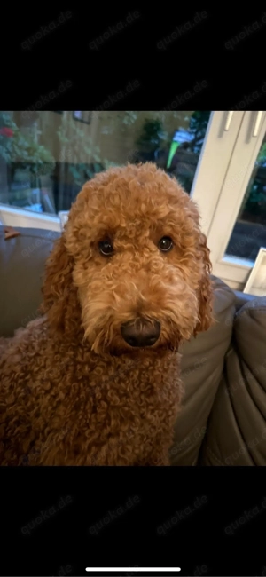 Goldendoodle Wurfplanung   Interesse? 