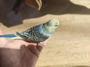 Junge Wellensitiche 2026