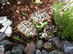 Griechische Landschildkröten 20 Jahre alt