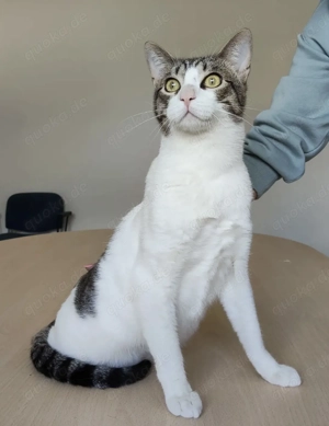 RAÚL- gelehrig, sensibel, verspielt