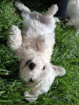 Bischon Frisé welpen-4 Rüden - geboren 21.01.26