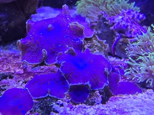 blaue Scheibenanemonen Discosoma 