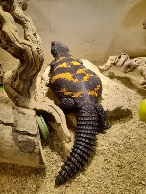Suche Uromastyx d. Flavifasciata geschlecht egal