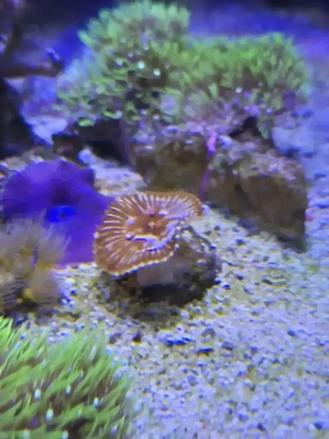 Palythoa Grantis 1 Polyp 2-3cm