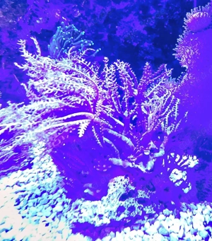 Straußenkoralle Meerwasser