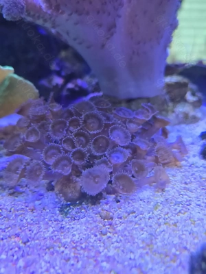 Krustenanemomen Palythoa sp. 