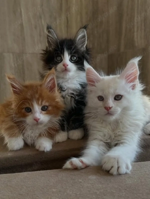 Maine-Coon-Kätzchen suchen ein neues Zuhause