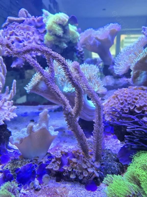 Gorgonie Plexaura Flexuosa
