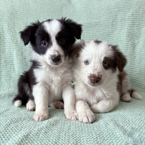 Border Collie Welpe 