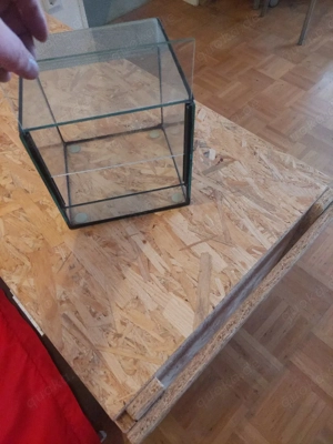 Hier gebe ich ein Vogelspinnen terra ab. 