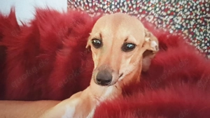 Italienisches Windspiel 