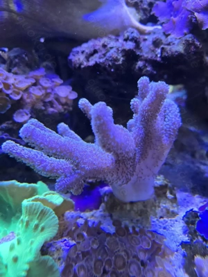 sinularia mollis  Weichkoralle 