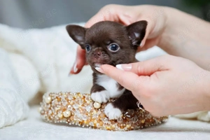 süßer Chihuahua-Welpe zur Adoption     