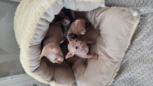 Can. Sphynx Sphinx Nacktkatze