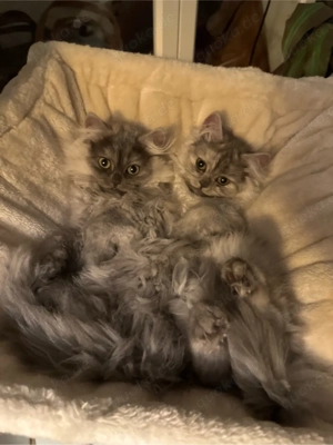 Katzenpärchen Britisch Langhaar Hauskatzen