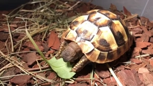 Grichische Landschildkröte sucht ein neues artgerechtes zu Hause