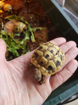 Griech. Landschildkröten, Testudo hermanni 2 jährige!!!