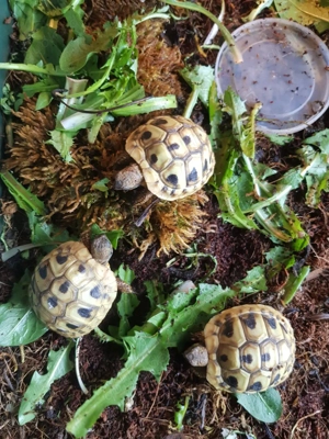 Griechische Landschildkröten, 2 jährig!!! (Testudo hermanni)