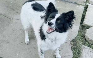 Soziale Sienna sucht aktives Zuhause