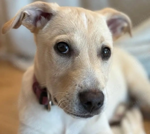 Knuffiger Benito sucht liebe Menschen