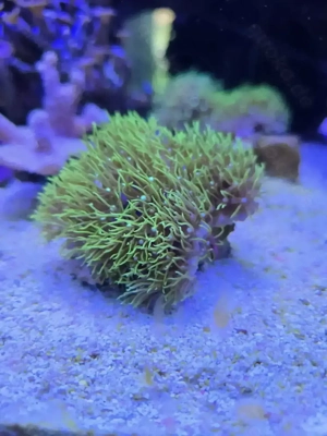 grüne Röhrenkorallen 