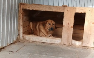 Sanftmütiger Snape sucht sein Zuhause