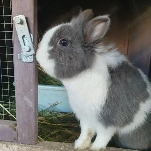 kaninchen- bock kaninchen-rammler  kastriert