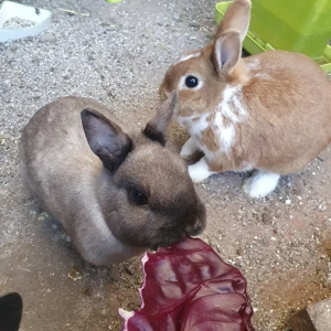 2 kaninchen-weibchen häsinen