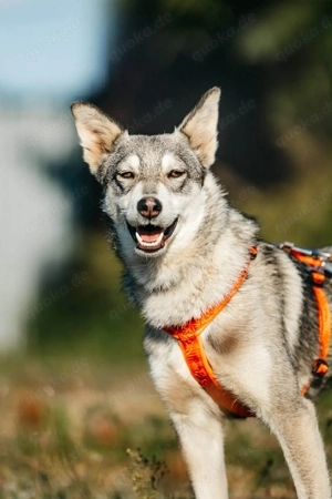 Schöne Beja sucht liebevolle Familie