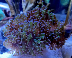 Meerwasser Koralle Euphyllia Caulastrea Sarcophyton Pilzlederkoralle Montipora