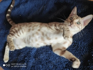  Wunderschöne Bengalkitten - Snow Mink & Brown Rosetted - liebevolle Hobbyaufzucht