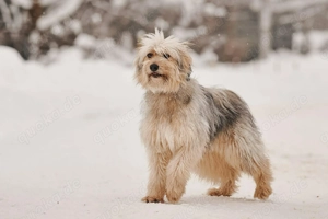 Schöner Benny sucht liebevolle Familie