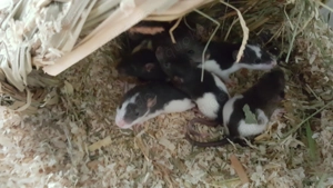 Junge Ratten bald bereit