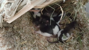 Junge Ratten abzugeben 