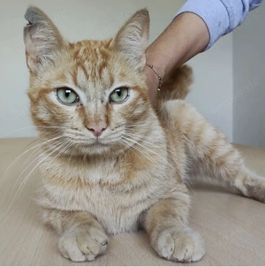 ISIDRO- sozial, verspielt, friedvoll