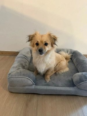 Schöne Kira sucht liebevolles Zuhause