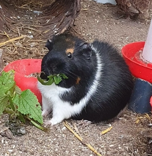 Meerschweinchen  bock