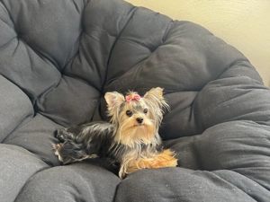 Mini Húndin yorkterrier    7 monaten  alt 