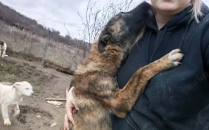 Der süße Shepard sucht Familienanschluss