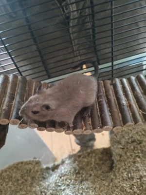 2 mongolische Wüstenrennmäuse mit Käfig 